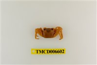 藏品(絨毛折顎蟹)的圖片